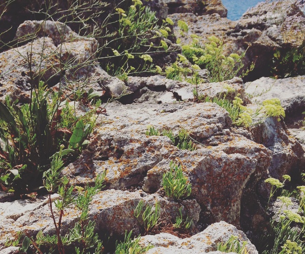 Malummí – Blood (Cover)